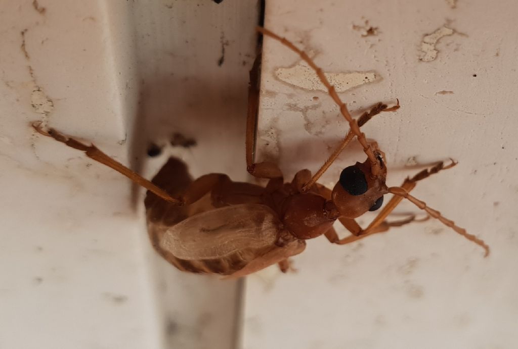 Vesperidae?  S, Vesperus luridus